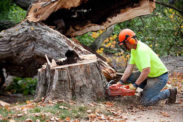 How Our Tree Care Process Works  in  Blue Ash, OH